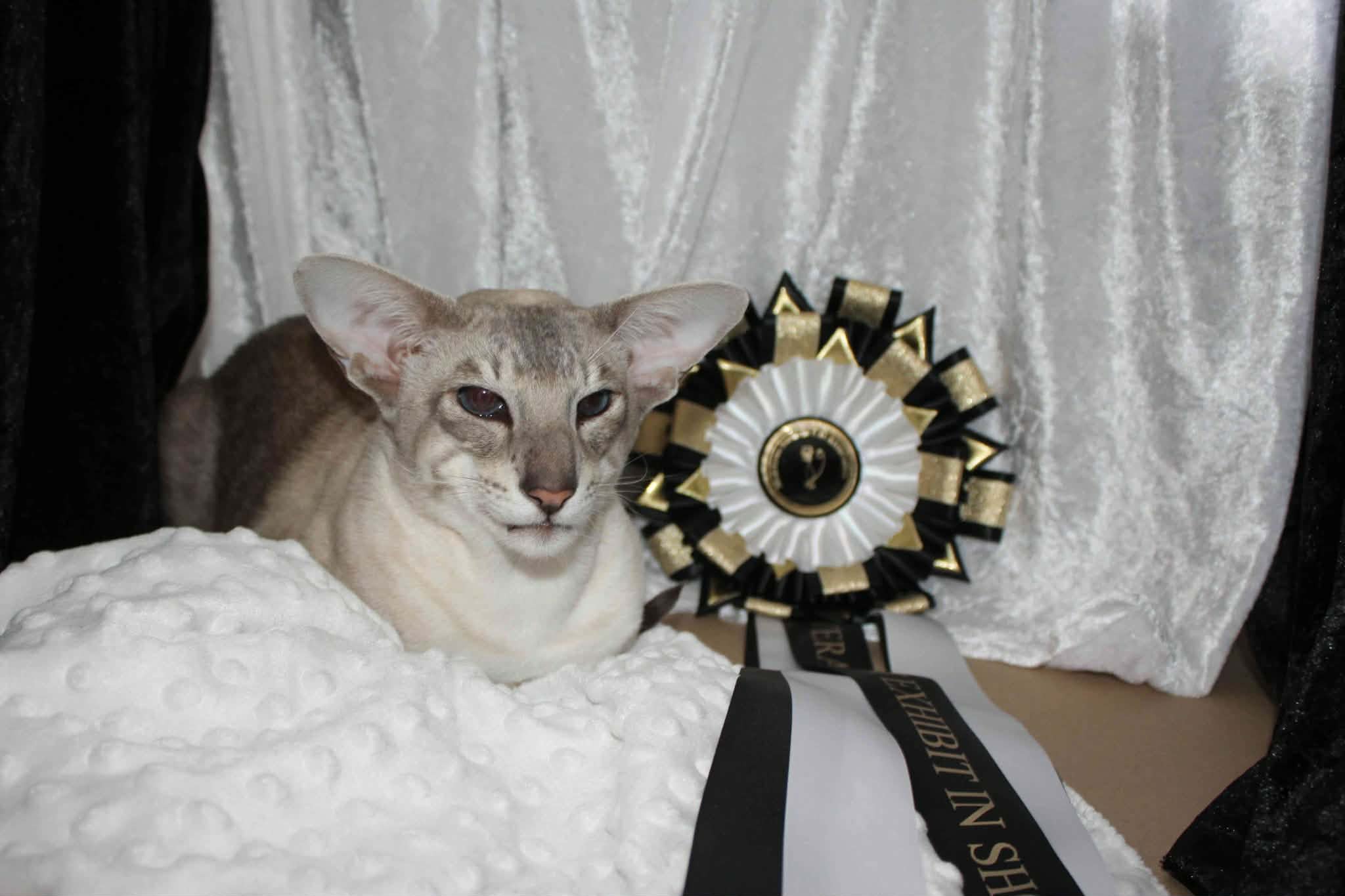 Overall Best Exhibit 26https://www.midshiressiamesecatassociation.co.uk