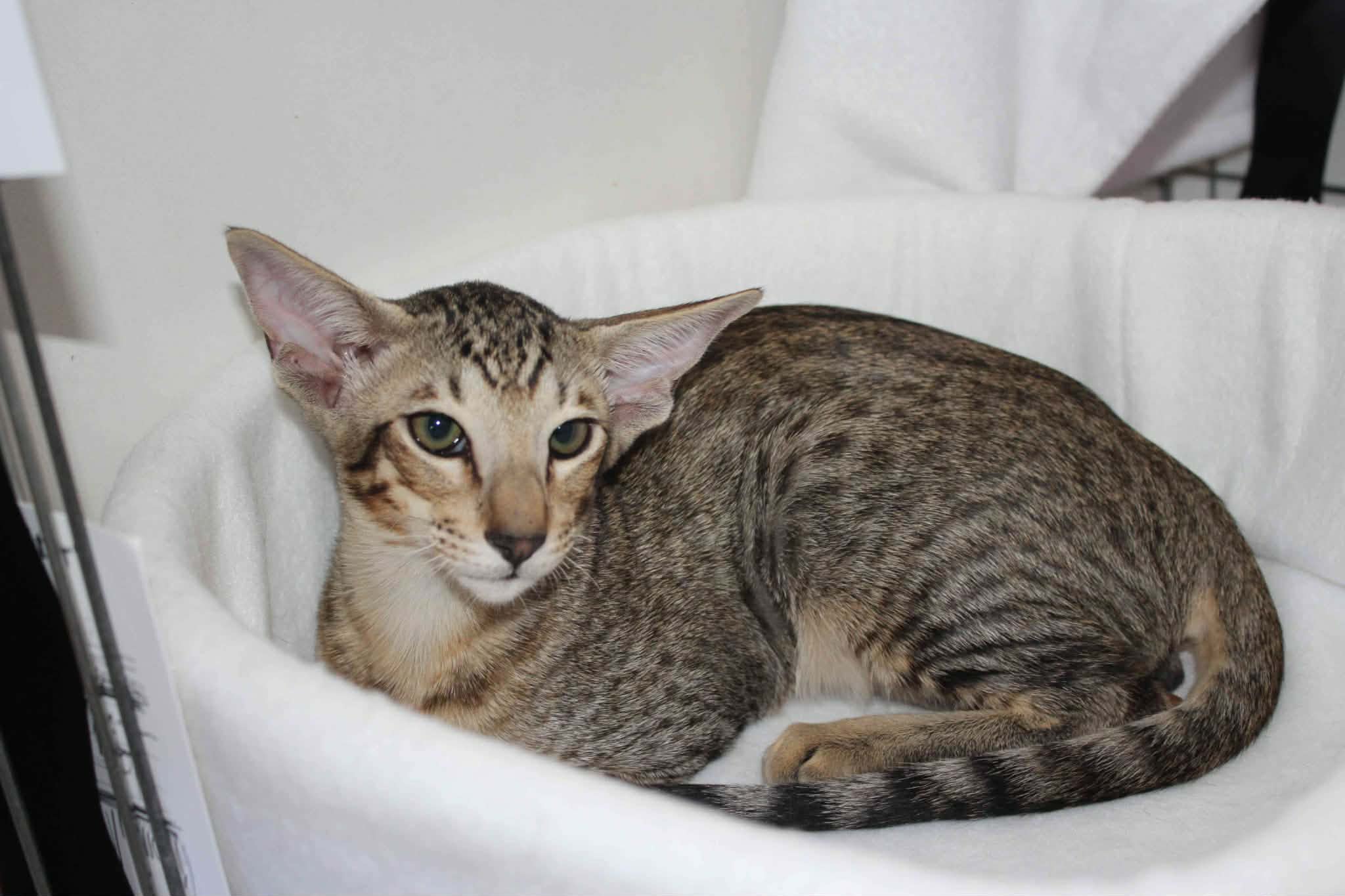 https://www.midshiressiamesecatassociation.co.uk