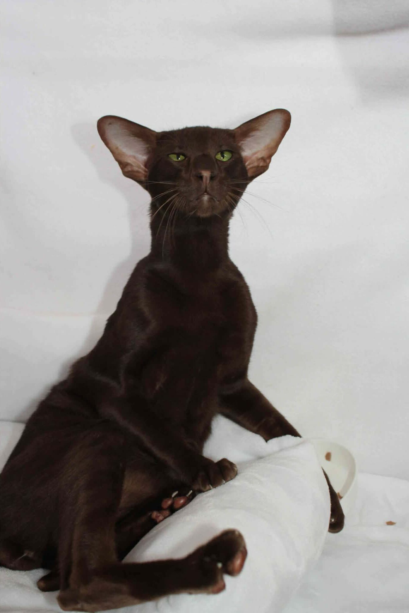 https://www.midshiressiamesecatassociation.co.uk