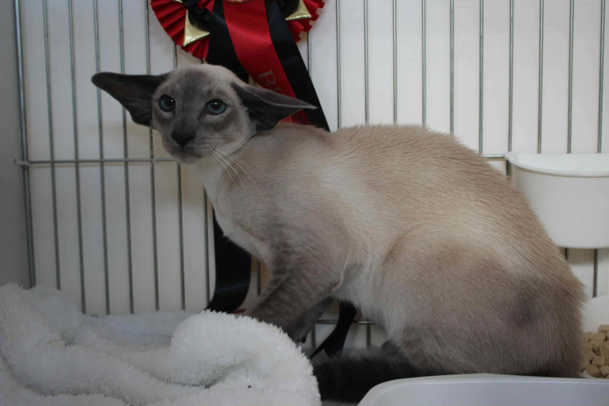 https://www.midshiressiamesecatassociation.co.uk