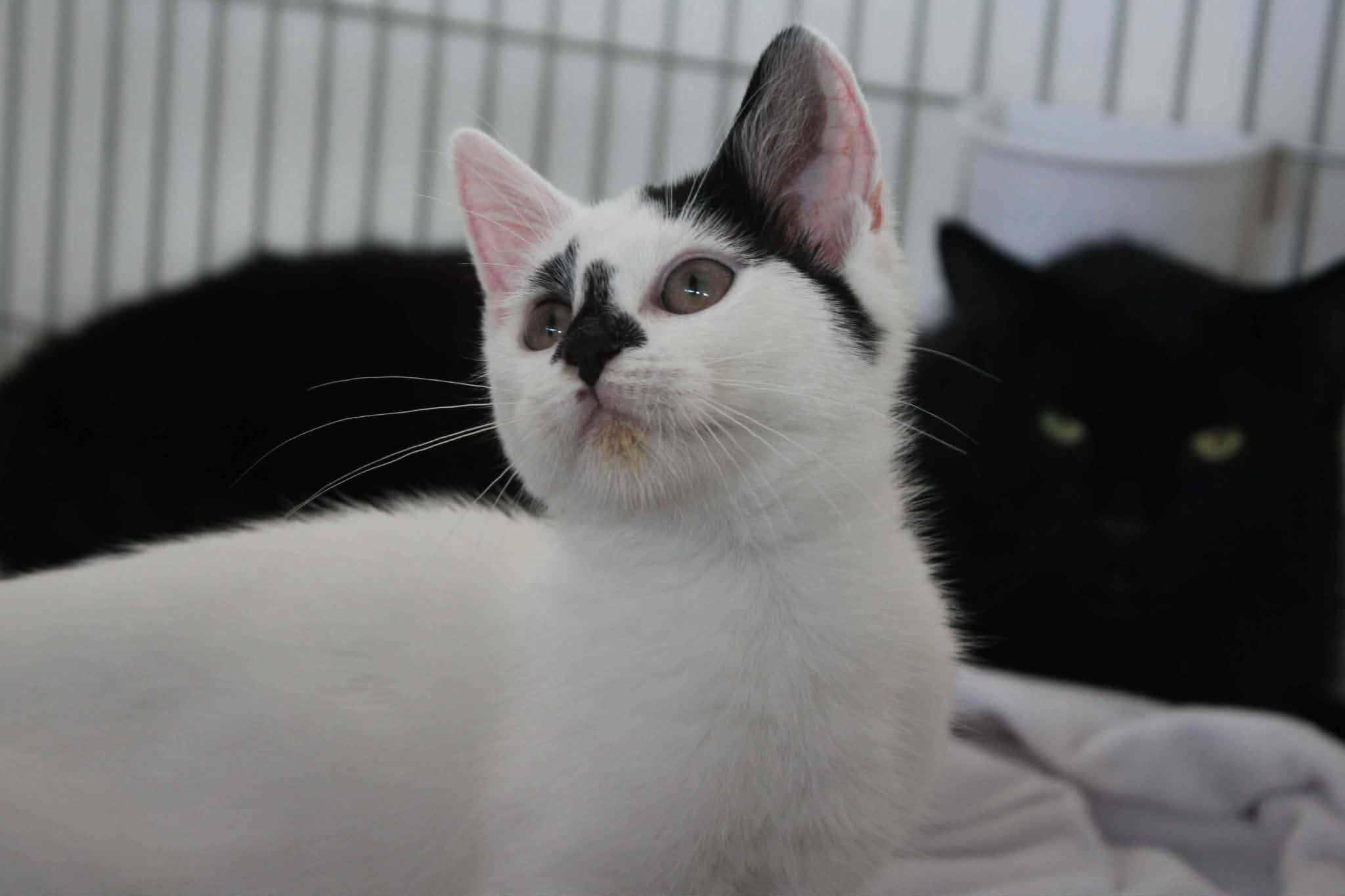 https://www.midshiressiamesecatassociation.co.uk
