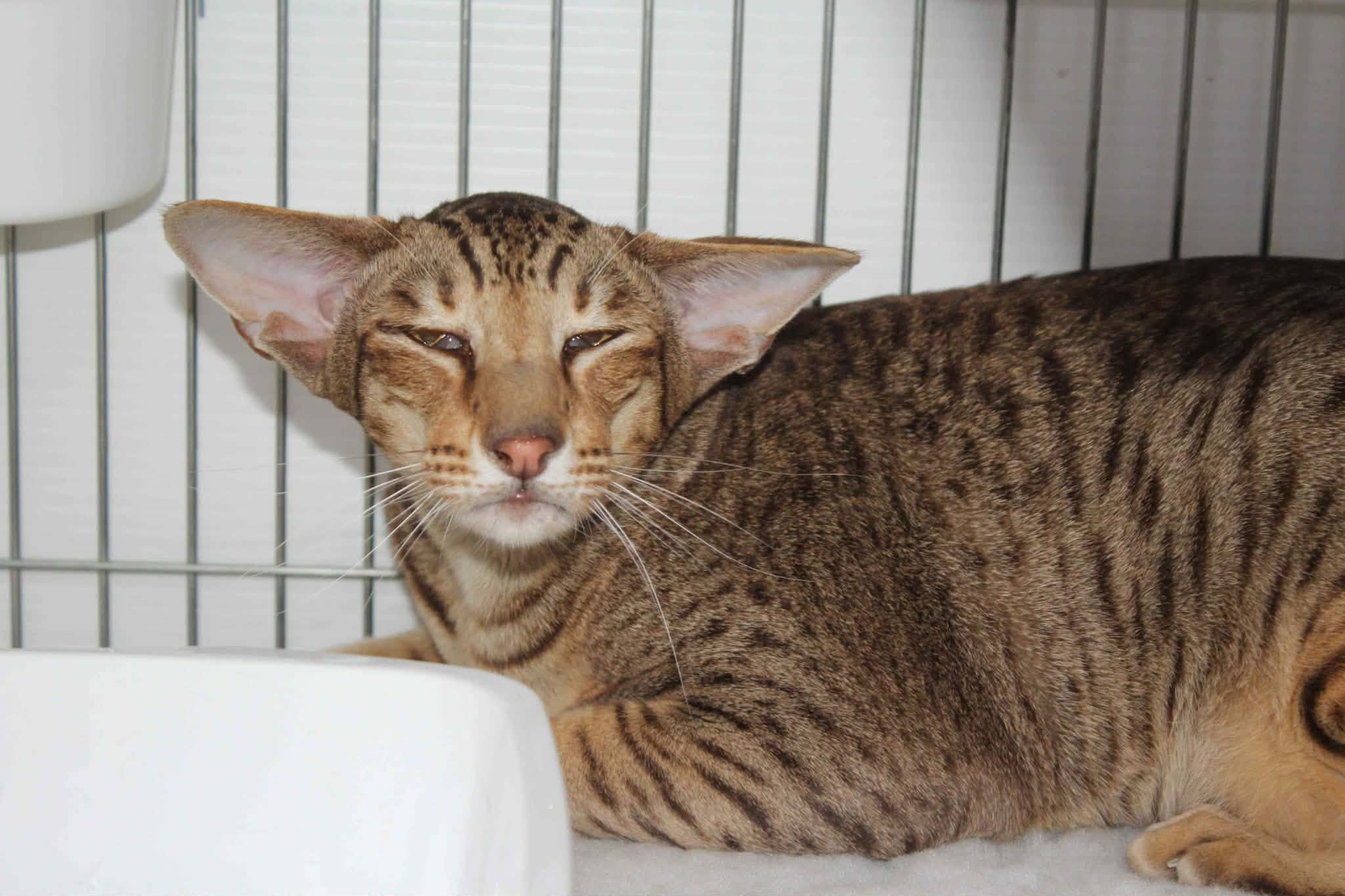 https://www.midshiressiamesecatassociation.co.uk