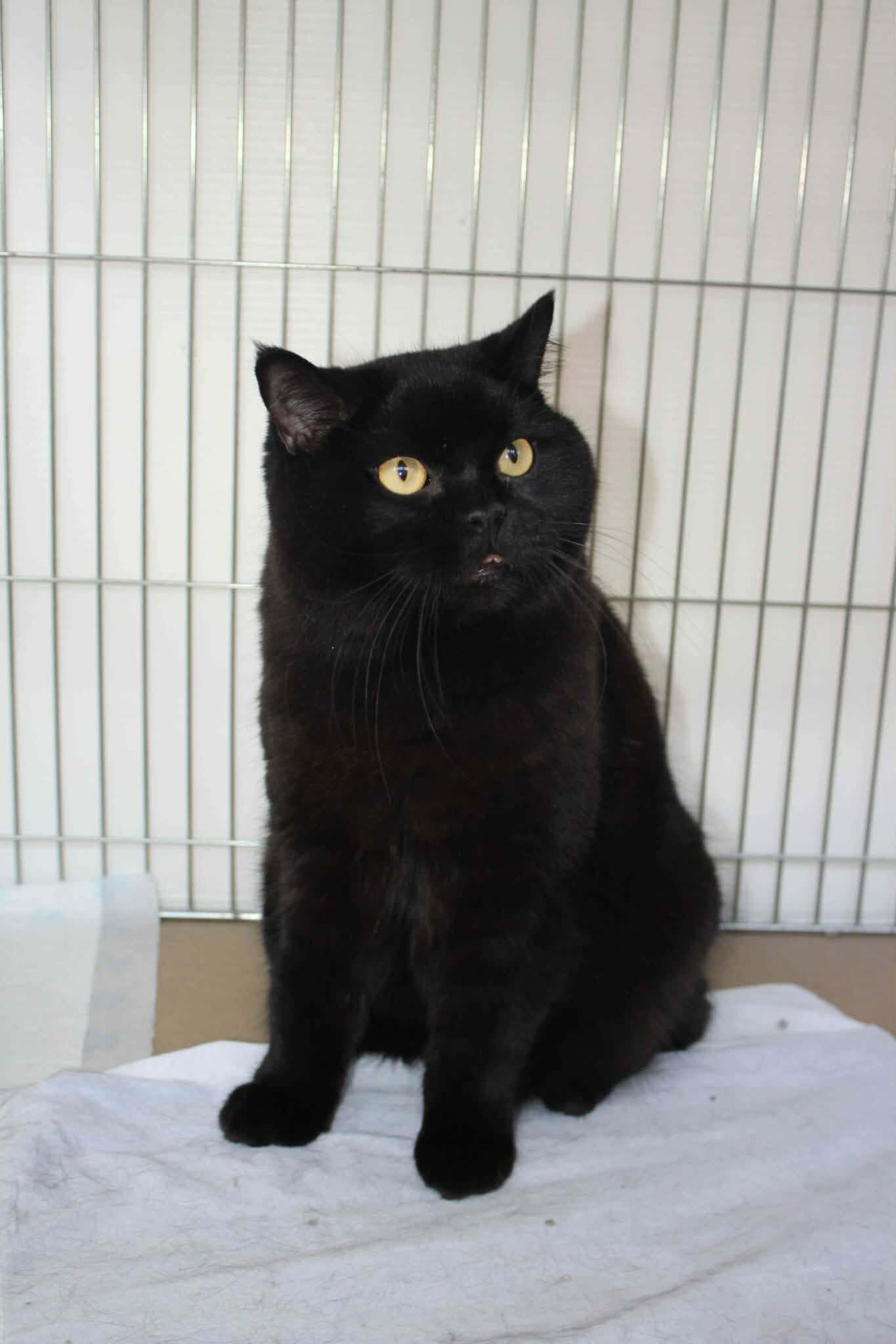 https://www.midshiressiamesecatassociation.co.uk