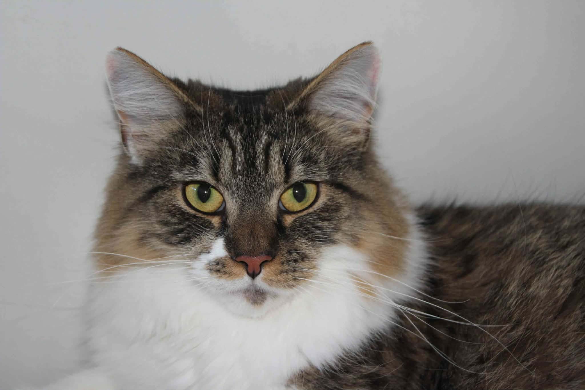 https://www.midshiressiamesecatassociation.co.uk