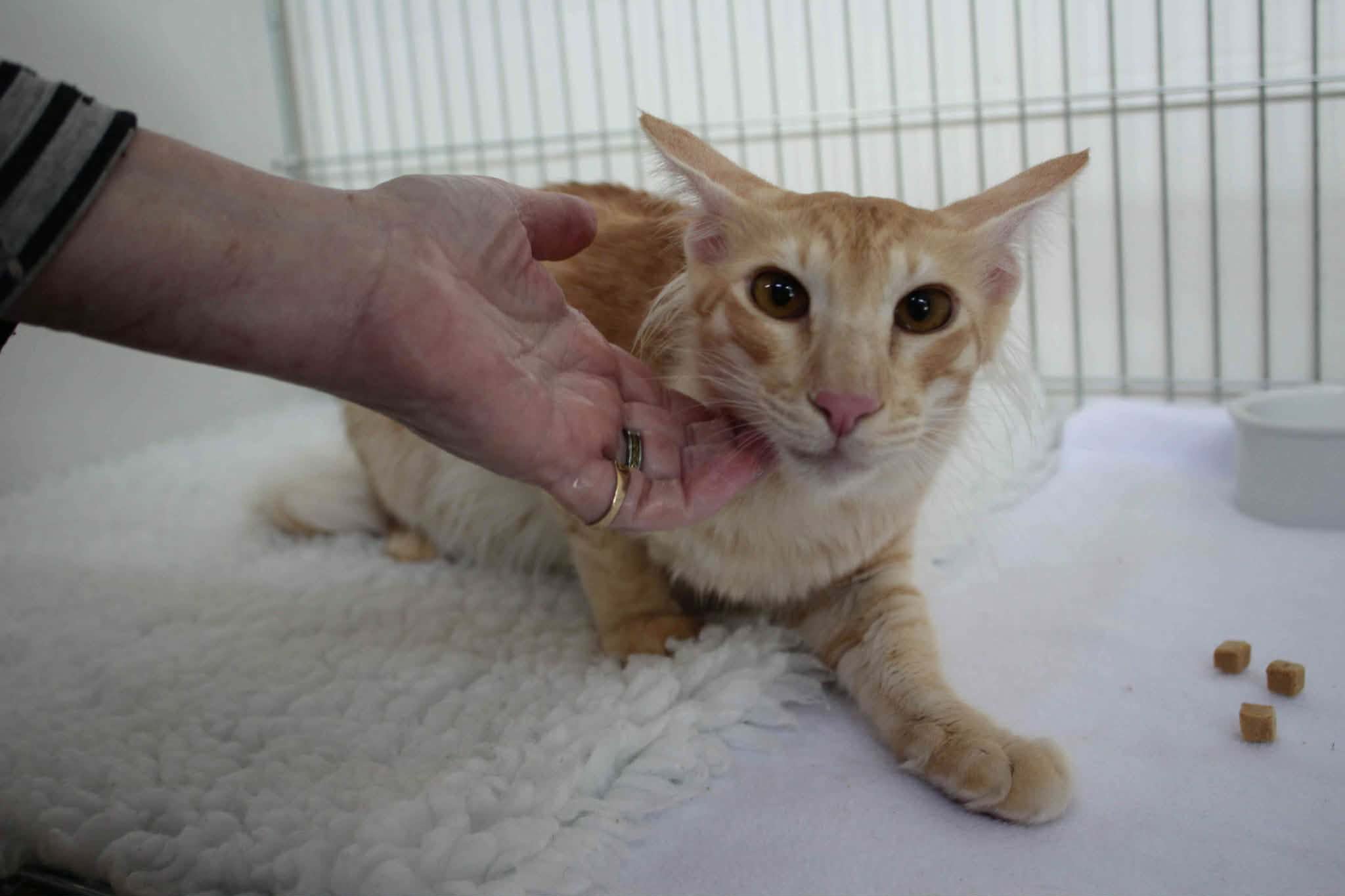 https://www.midshiressiamesecatassociation.co.uk