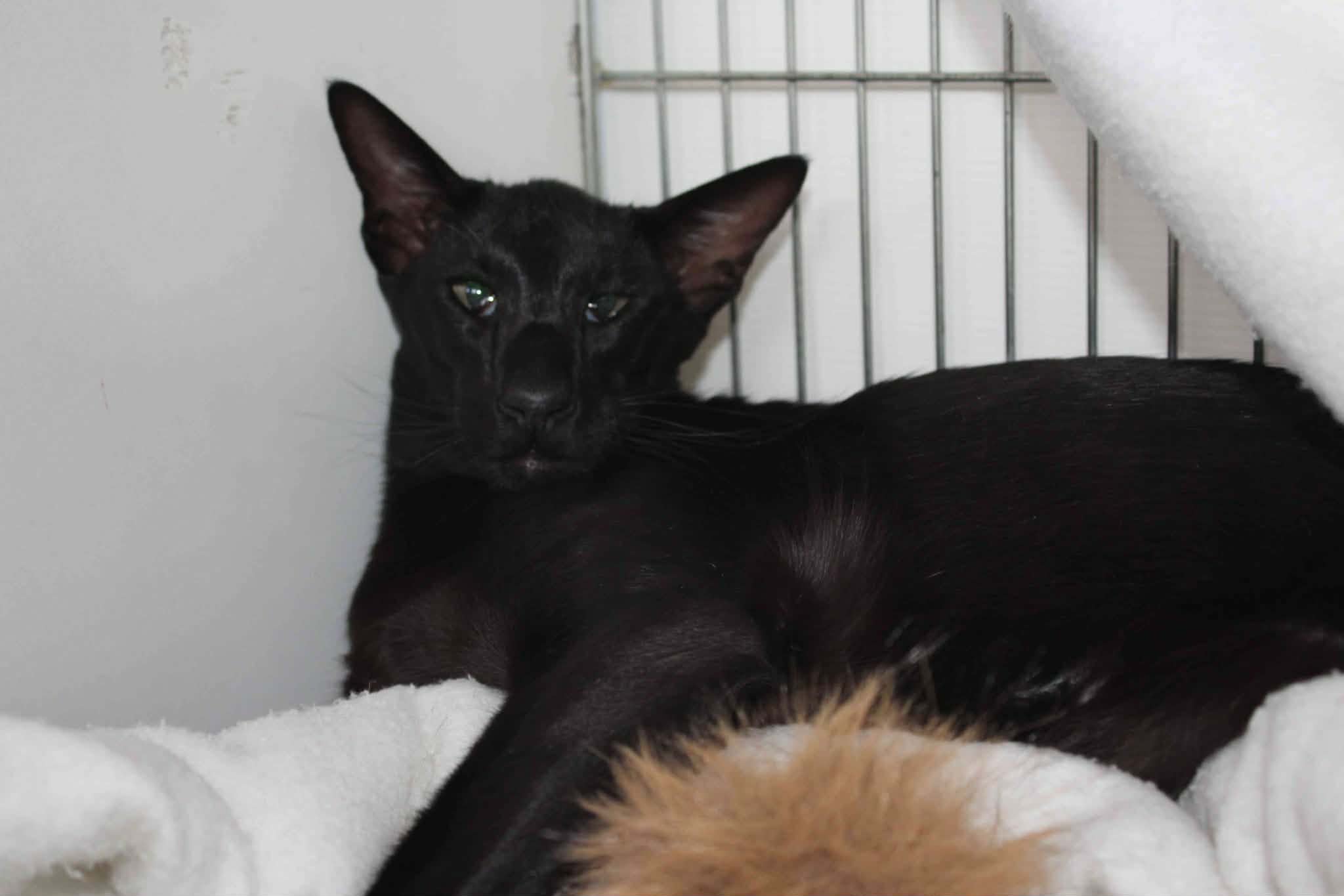 https://www.midshiressiamesecatassociation.co.uk