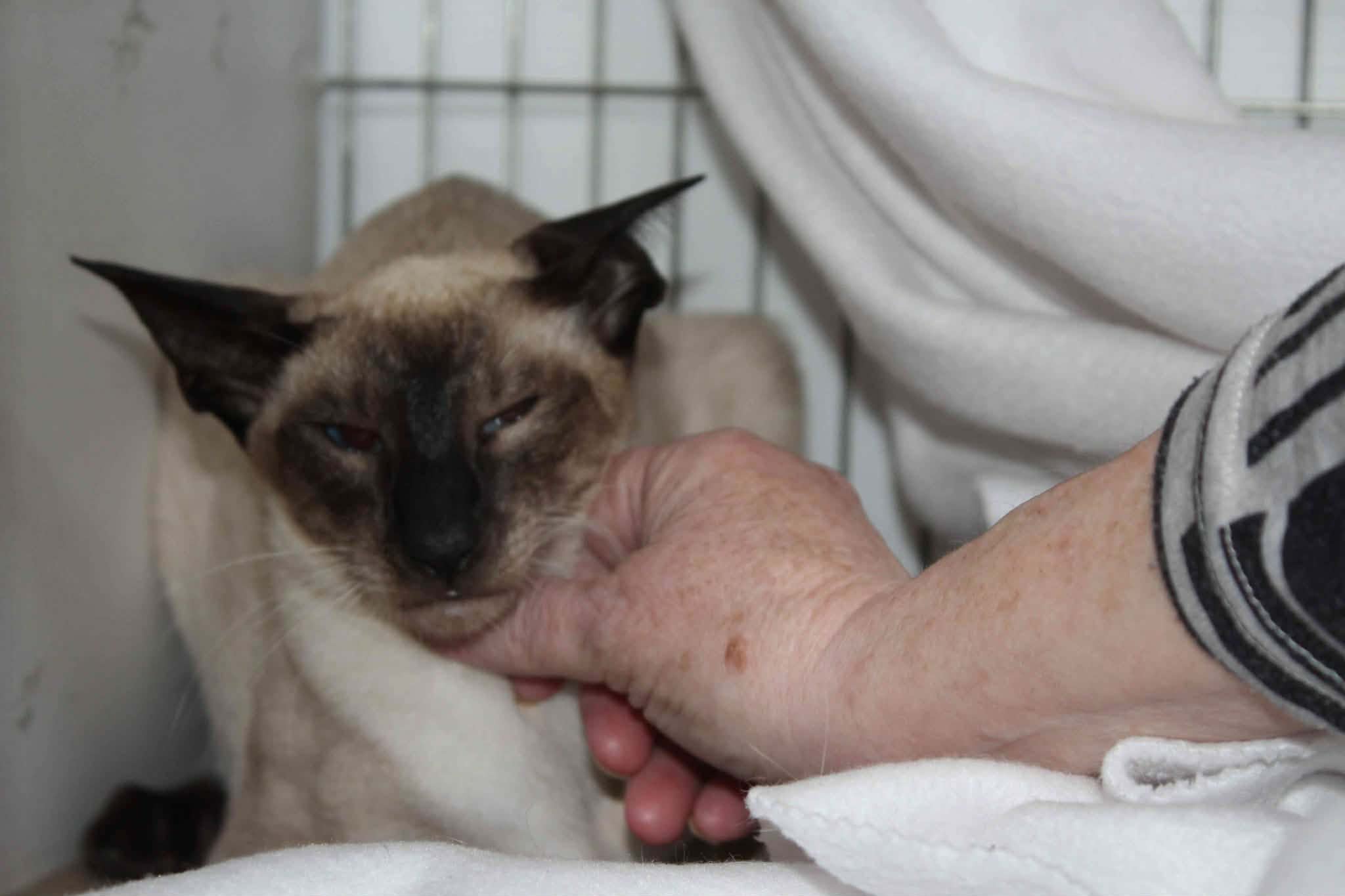 https://www.midshiressiamesecatassociation.co.uk