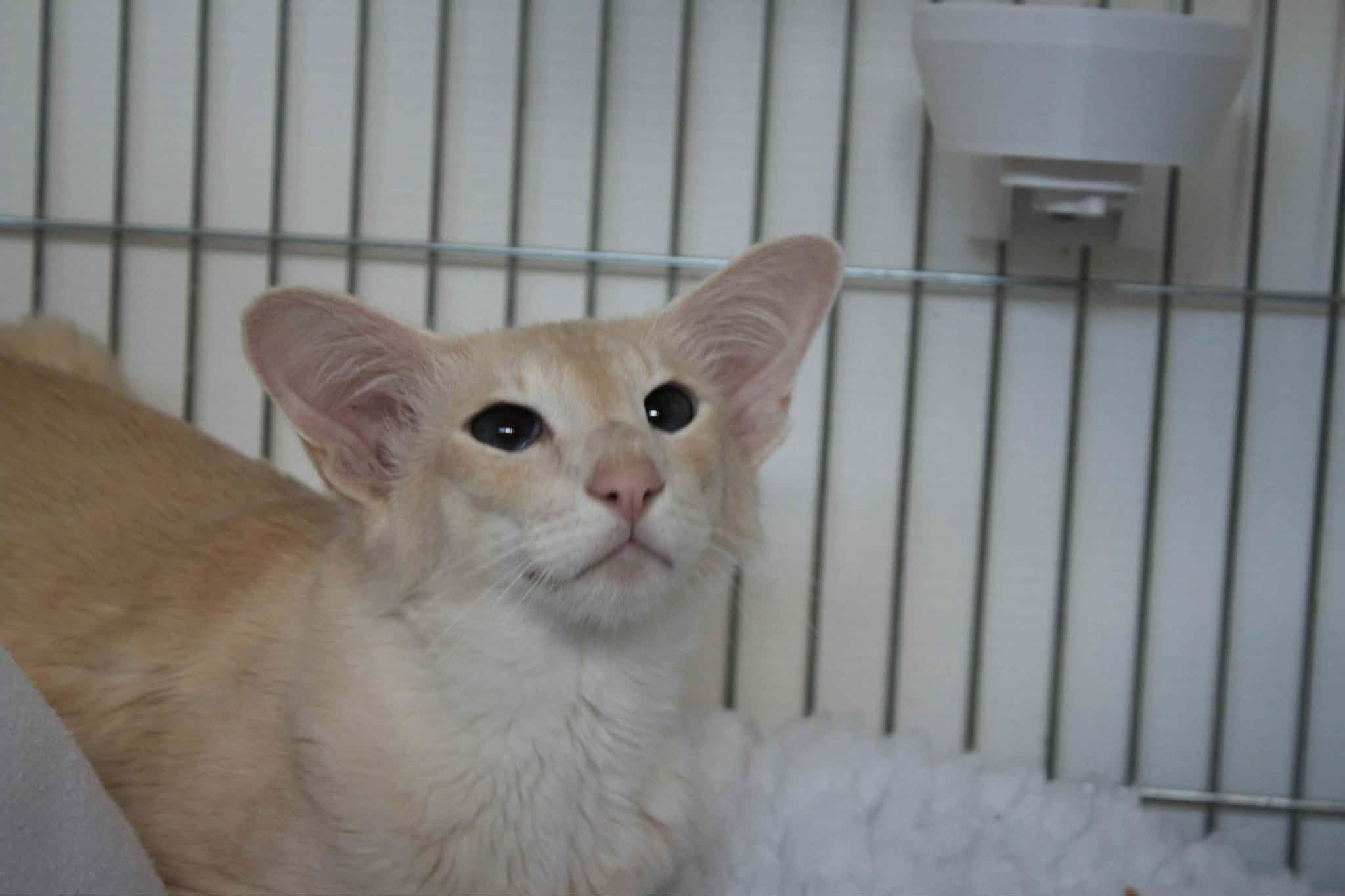 https://www.midshiressiamesecatassociation.co.uk