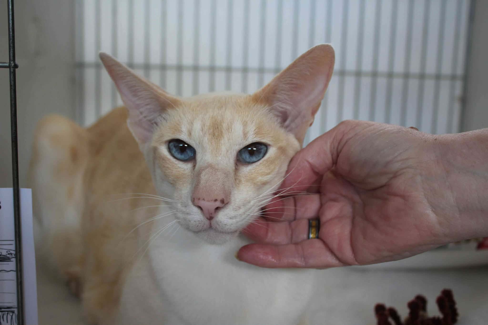 https://www.midshiressiamesecatassociation.co.uk