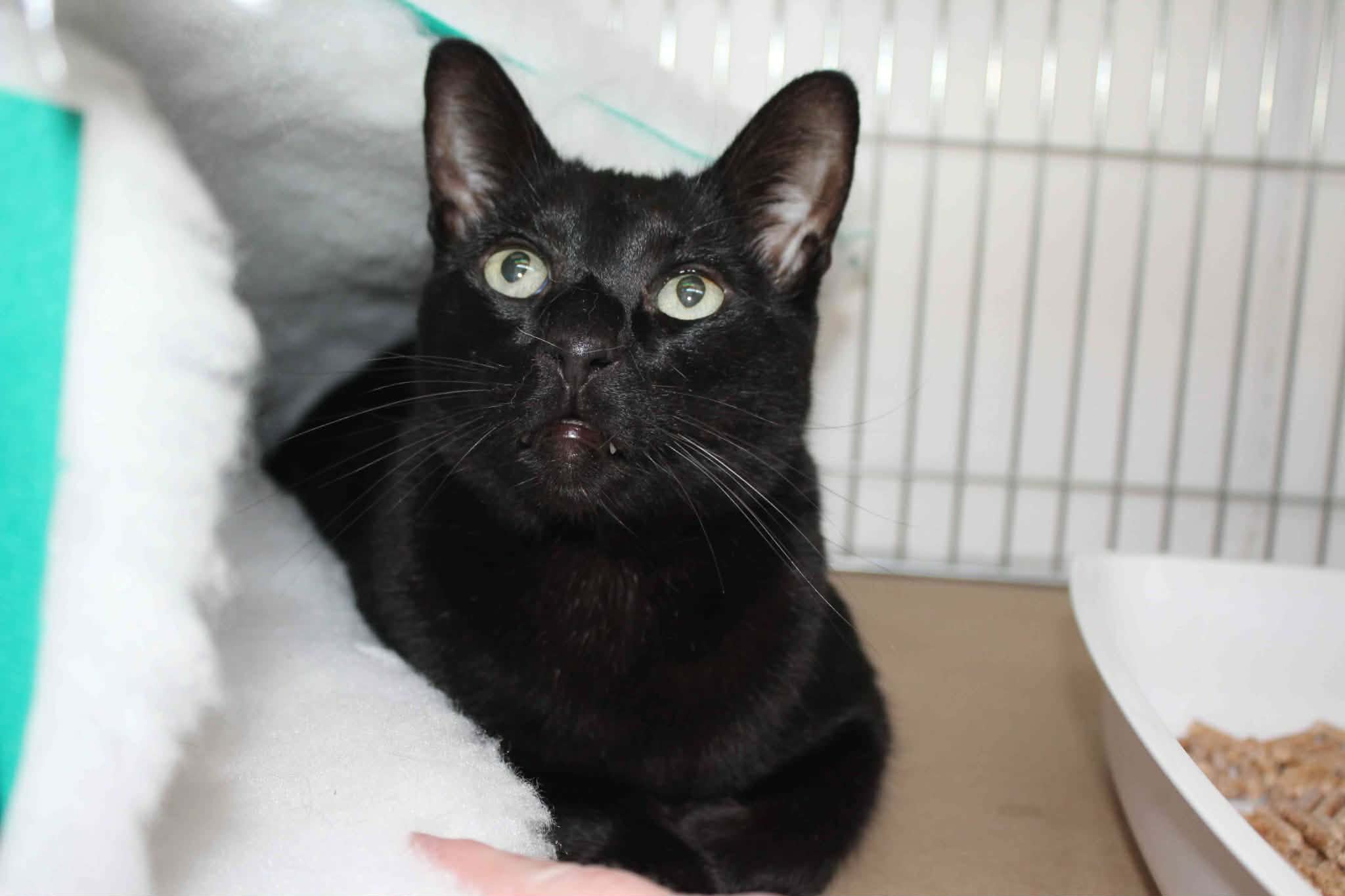https://www.midshiressiamesecatassociation.co.uk