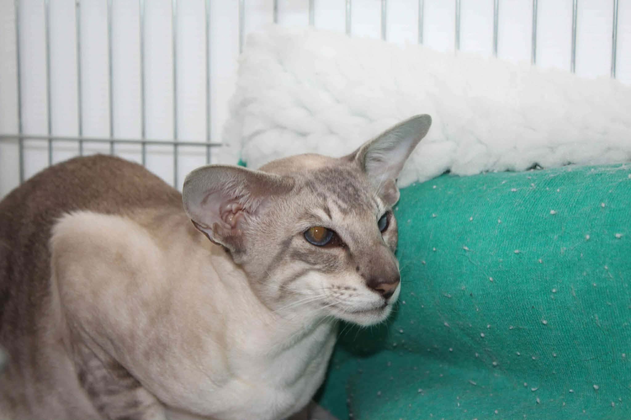 https://www.midshiressiamesecatassociation.co.uk