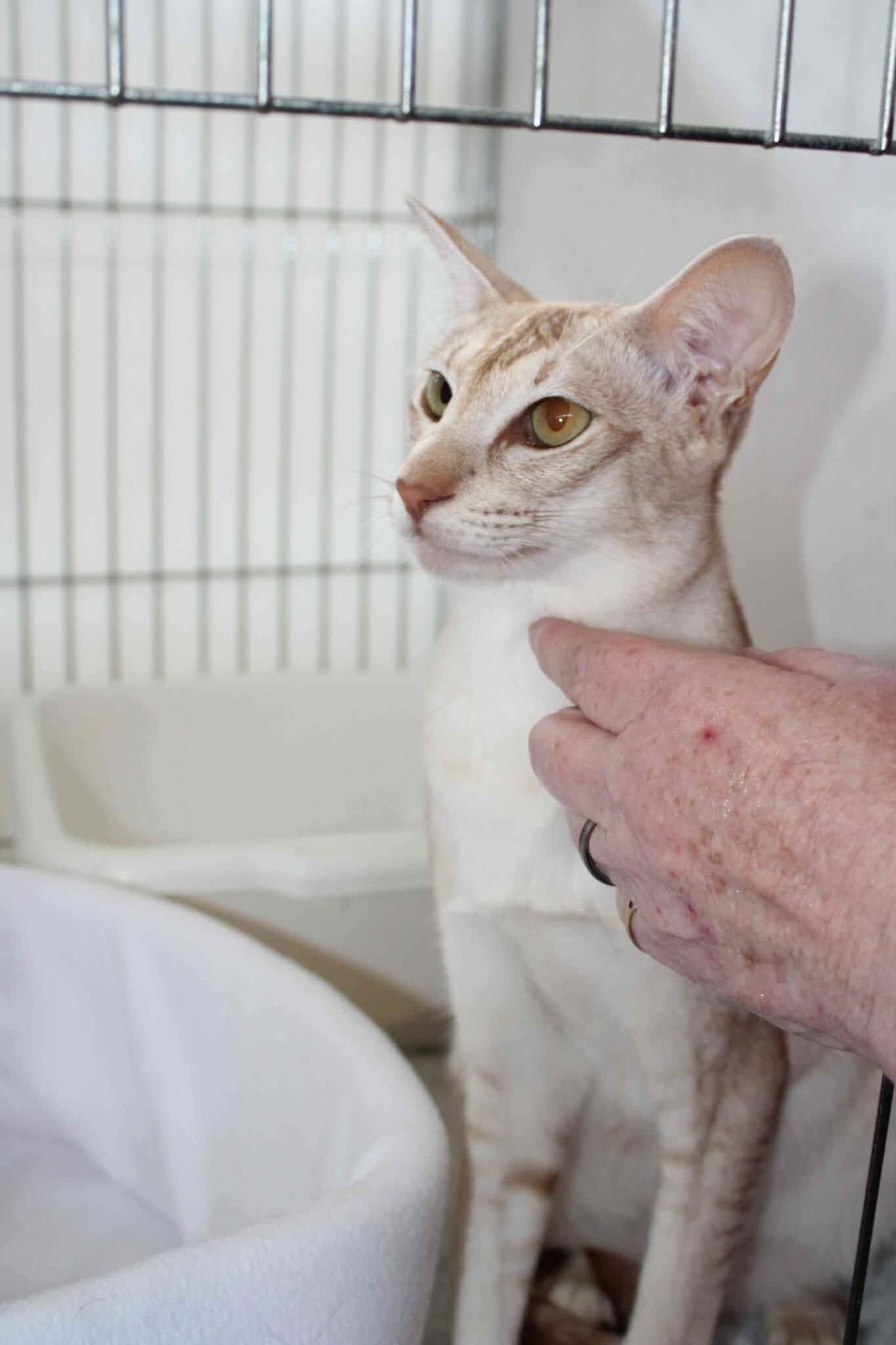 https://www.midshiressiamesecatassociation.co.uk