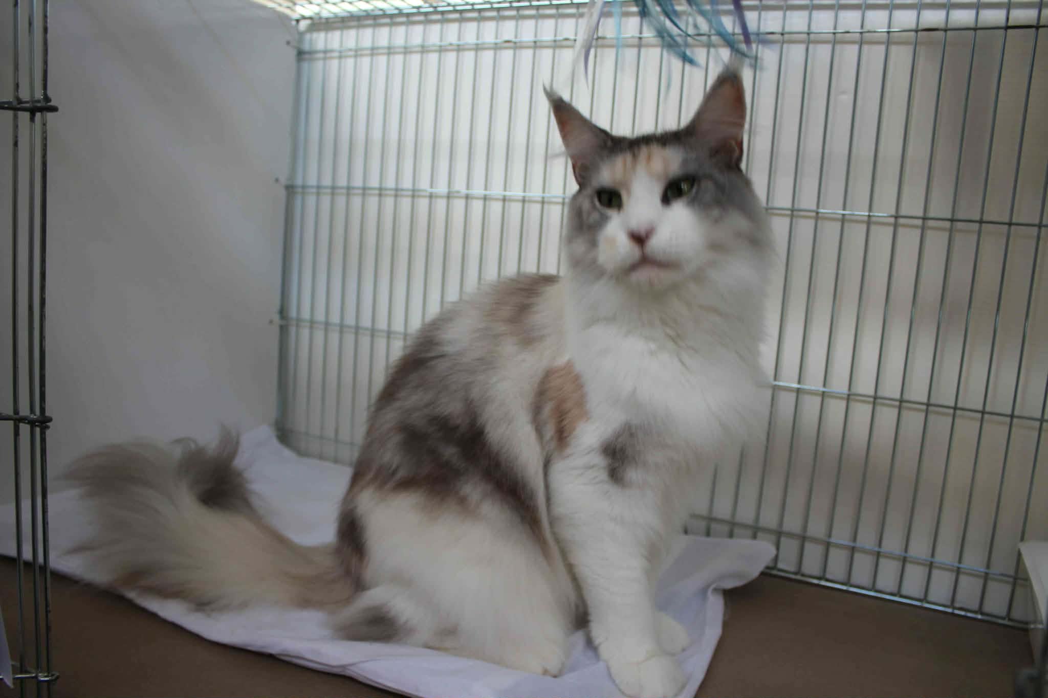 https://www.midshiressiamesecatassociation.co.uk
