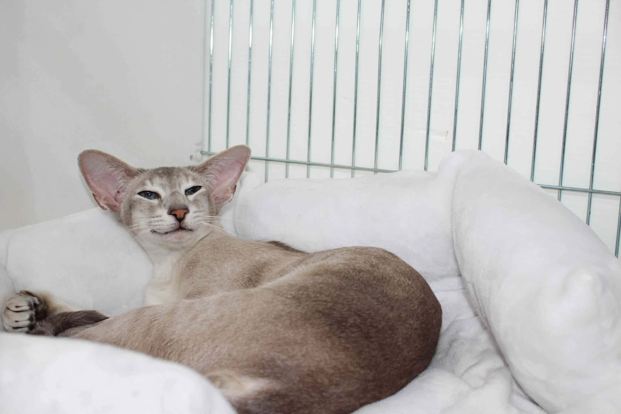 https://www.midshiressiamesecatassociation.co.uk