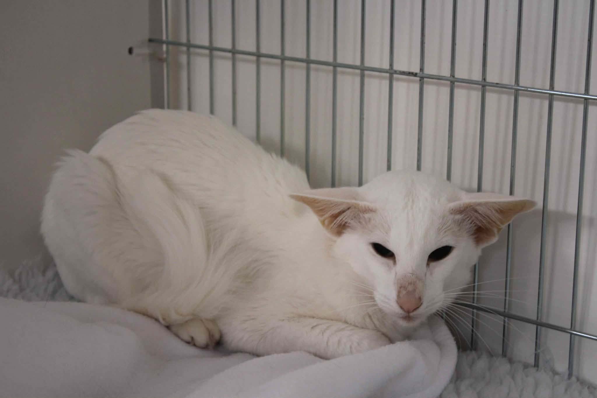 https://www.midshiressiamesecatassociation.co.uk