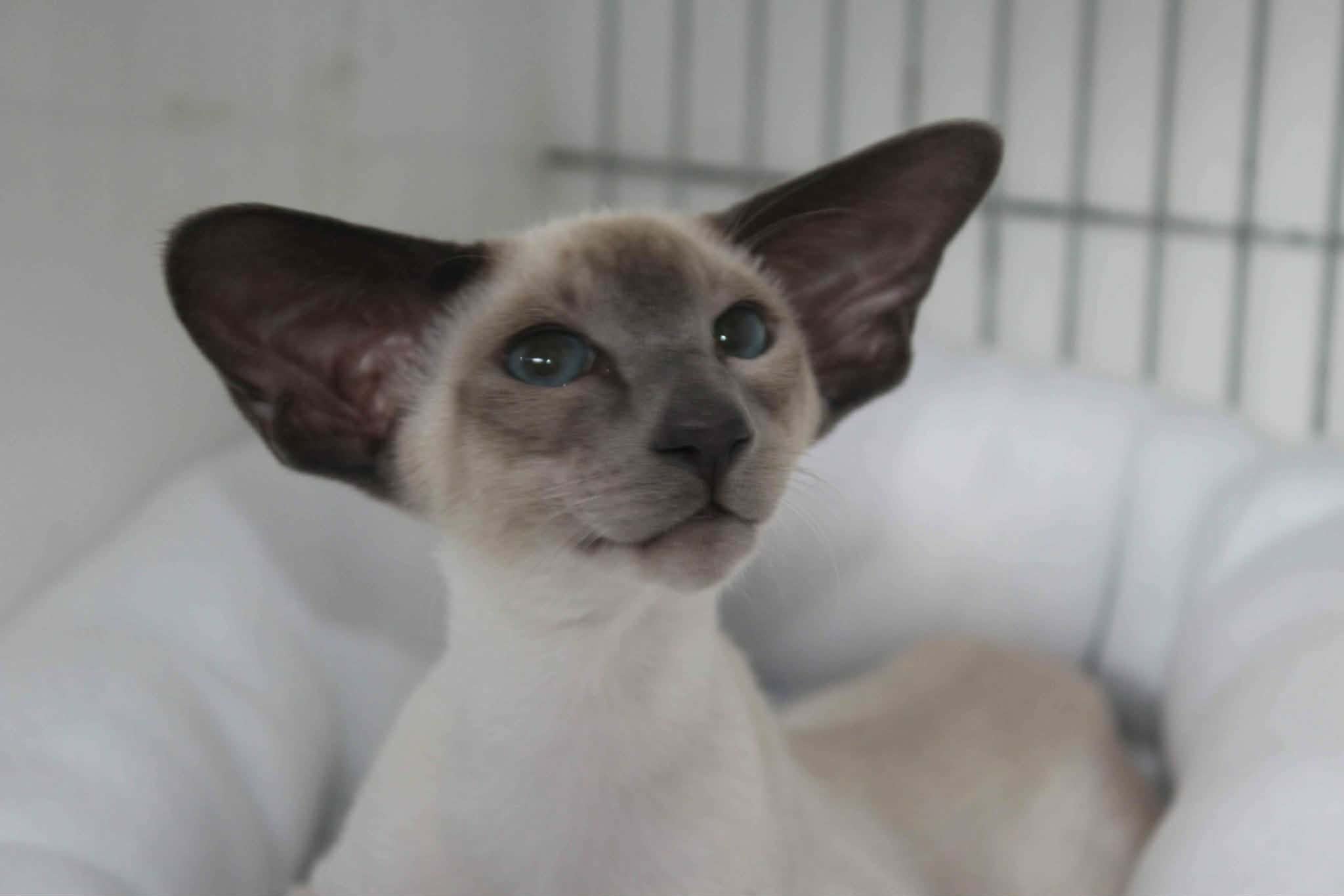 https://www.midshiressiamesecatassociation.co.uk