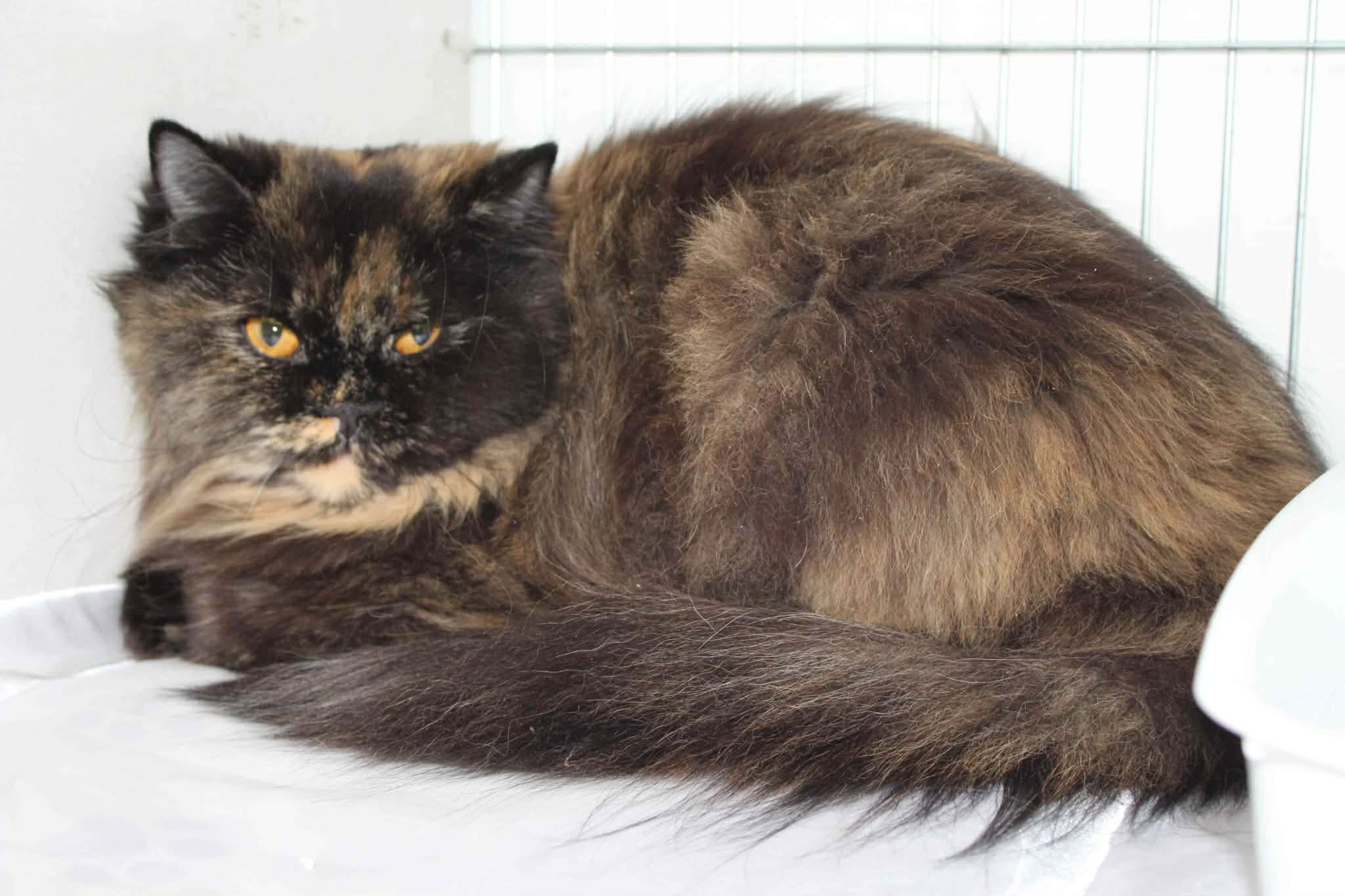 https://www.midshiressiamesecatassociation.co.uk