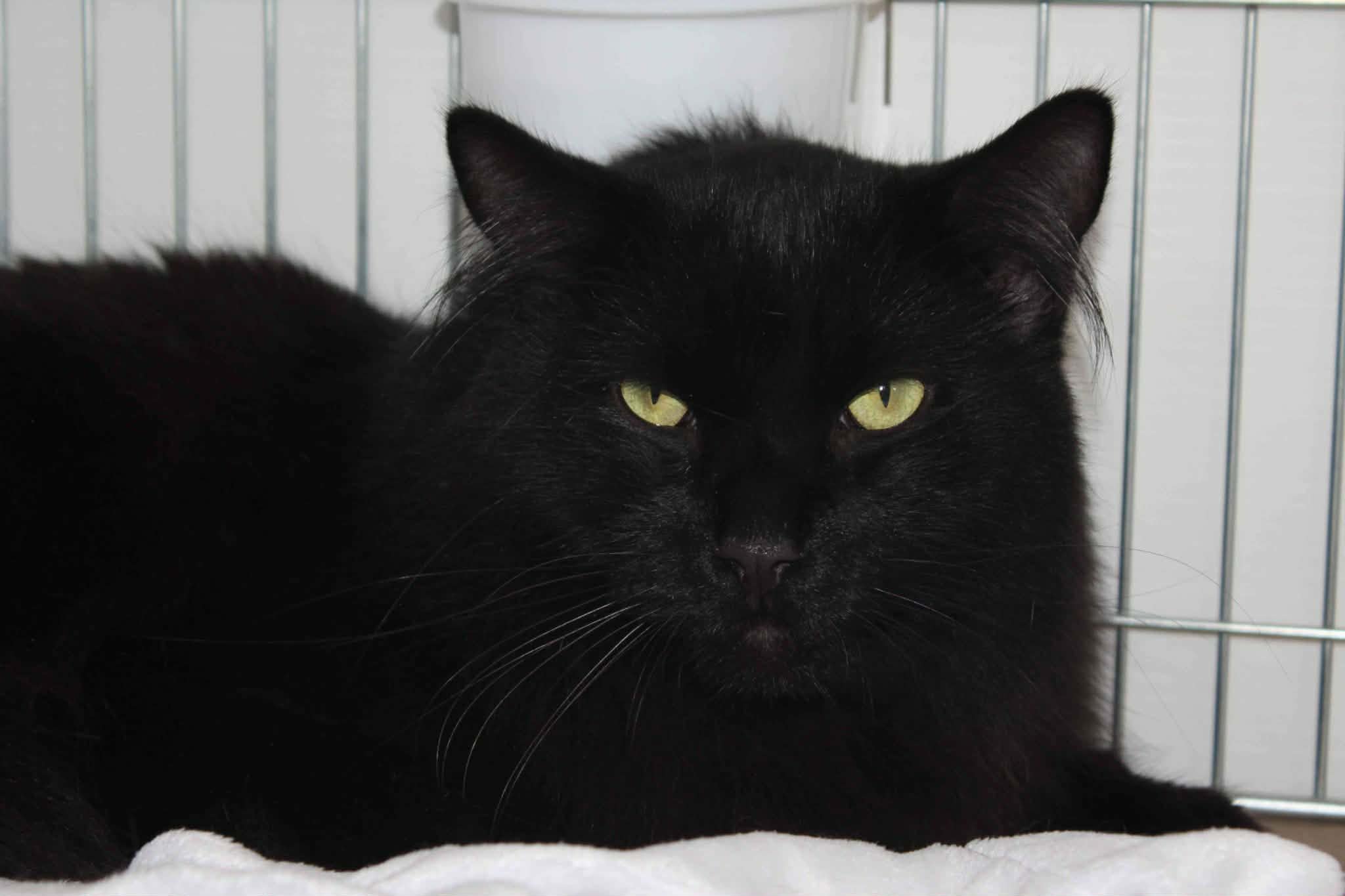 https://www.midshiressiamesecatassociation.co.uk