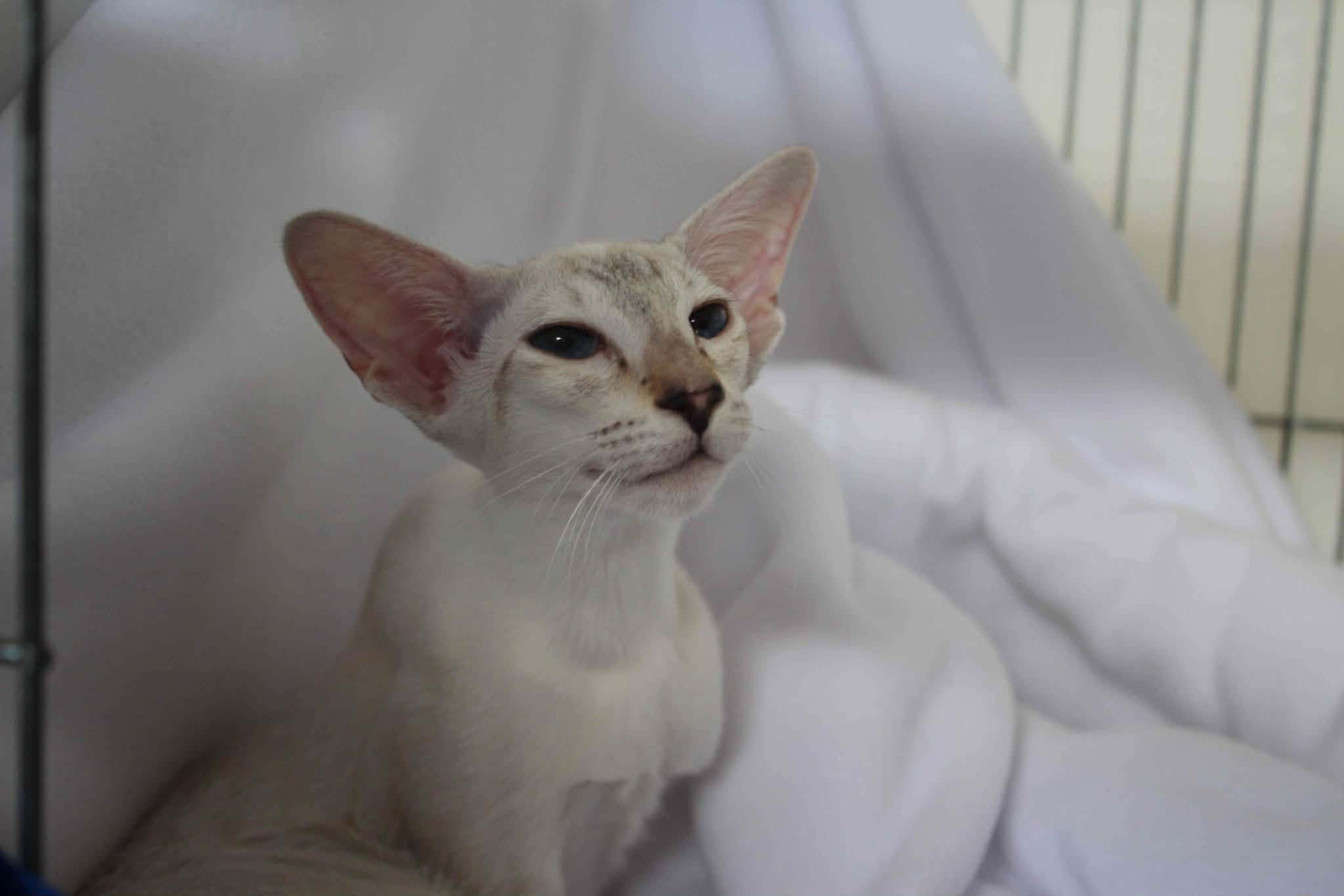 https://www.midshiressiamesecatassociation.co.uk