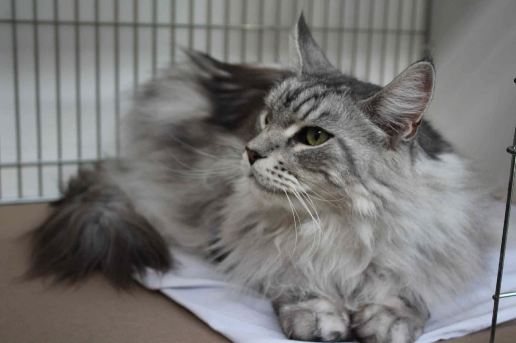 https://www.midshiressiamesecatassociation.co.uk