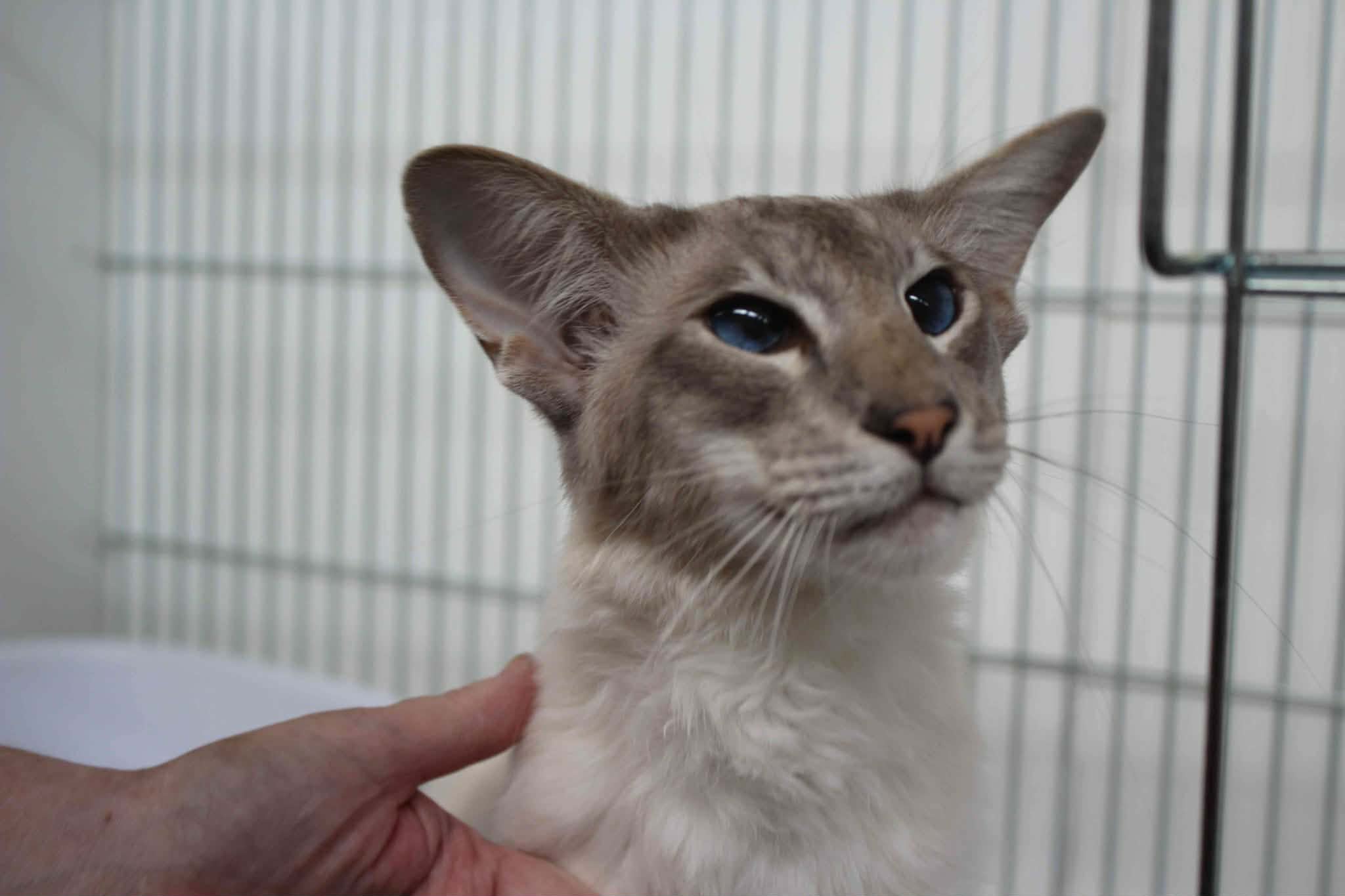 https://www.midshiressiamesecatassociation.co.uk