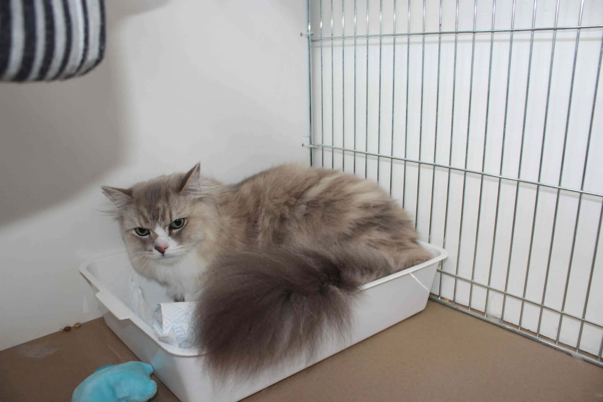 https://www.midshiressiamesecatassociation.co.uk