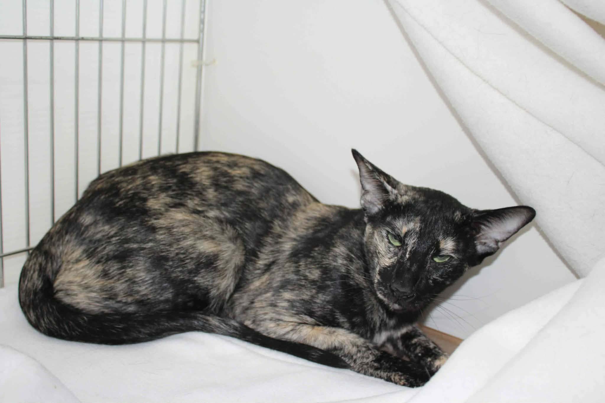 https://www.midshiressiamesecatassociation.co.uk