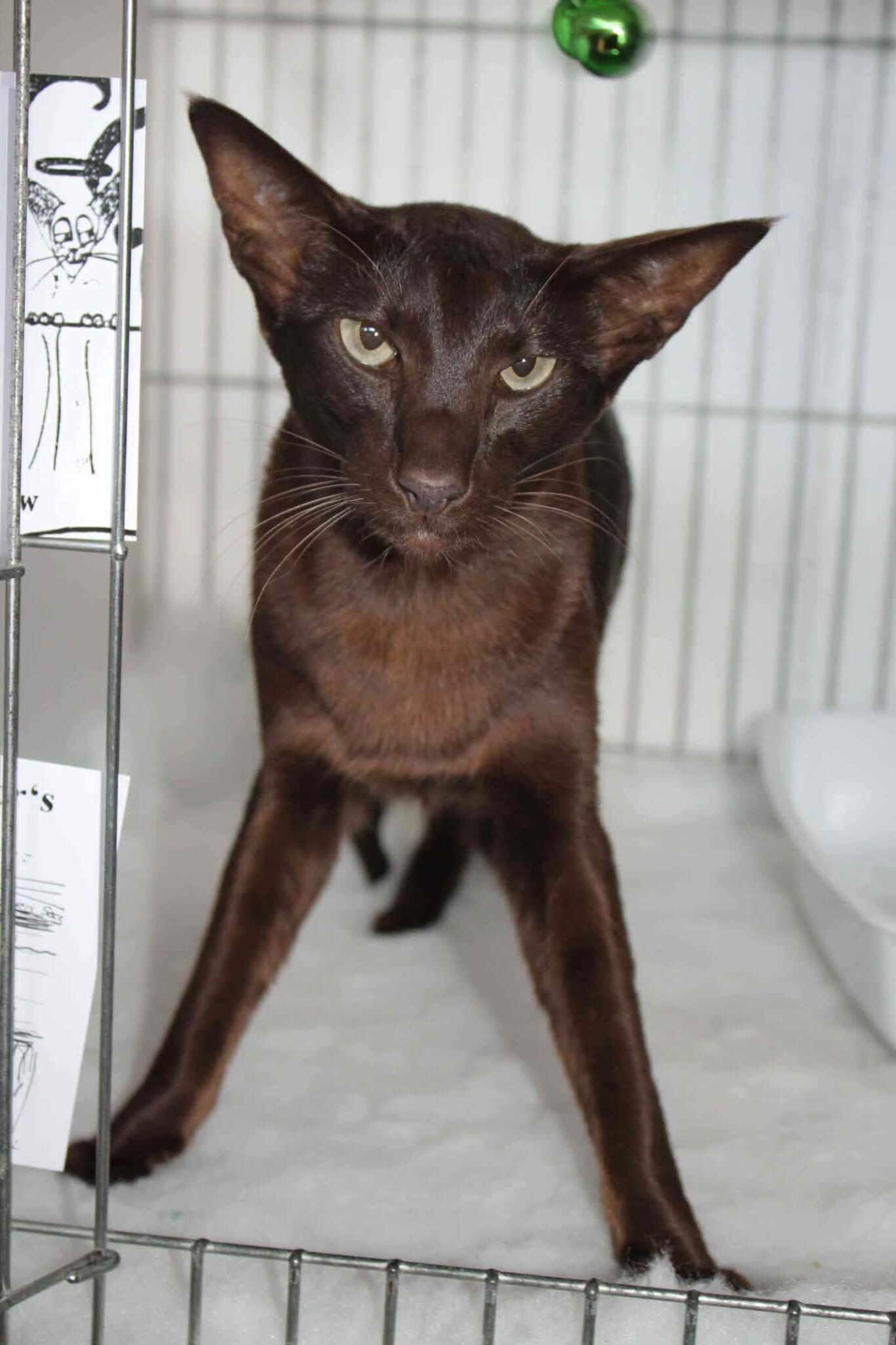 https://www.midshiressiamesecatassociation.co.uk
